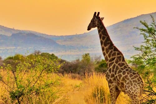 Experience Big Cities and Wildlife Safari