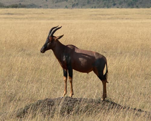 Aventura EN Kenya Y Tanzania (en 4x4) (Domingo, Jueves, Lunes, Sábado, Viernes, Miércoles) – ene 2027 a dic 2027