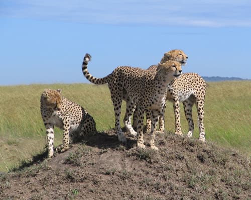 Baby Cheetah Safari