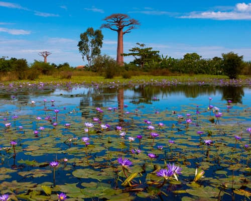 Inseltraum Mauritius & Lemuren auf Madagaskar
