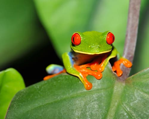 Contrasts of Costa Rica w/ Guanacaste