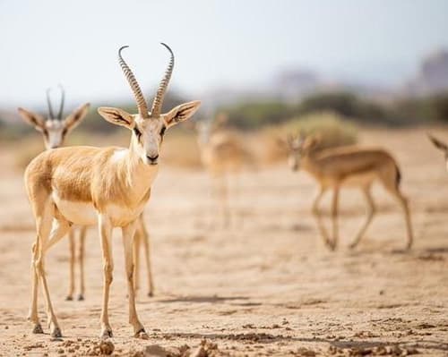 4 Days. ALULA BB + HEGRA WILDLIFE & NATURE TOUR Tckts