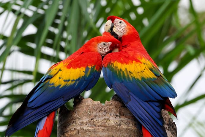 O Melhor da Costa Rica – Fly & Drive
