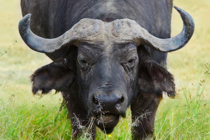 Kenya Clásica, Serena Lodges - Tour privado