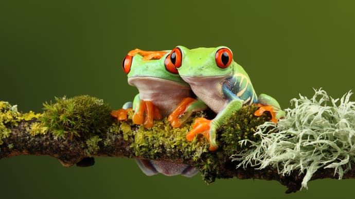 Tortuguero com Manuel Antonio – Tour Regular