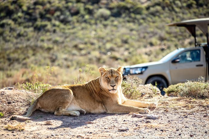 2-Day Chobe Signature Game & Boat Safari
