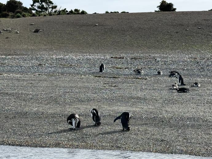 5-Day Ushuaia Penguin Season Tour (from October to March), French-speaking guide