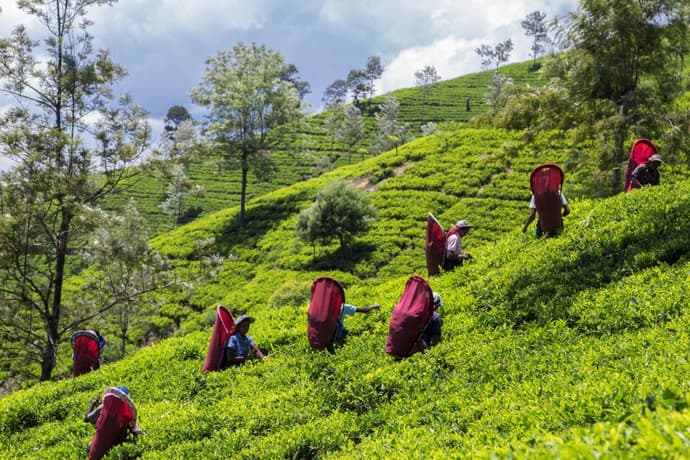 Tour de té exclusivo, Tour Privado