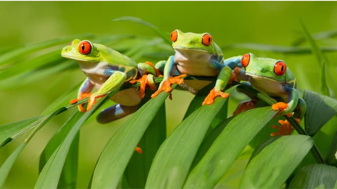 Tortuguero com Guanacaste – Tour Regular