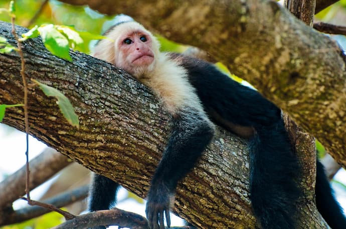 Destacados de Costa Rica, 10 días