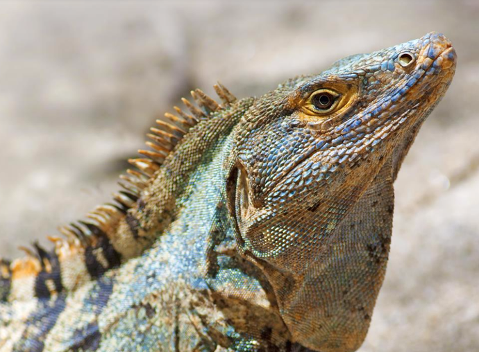 Del Caribe al Pacífico