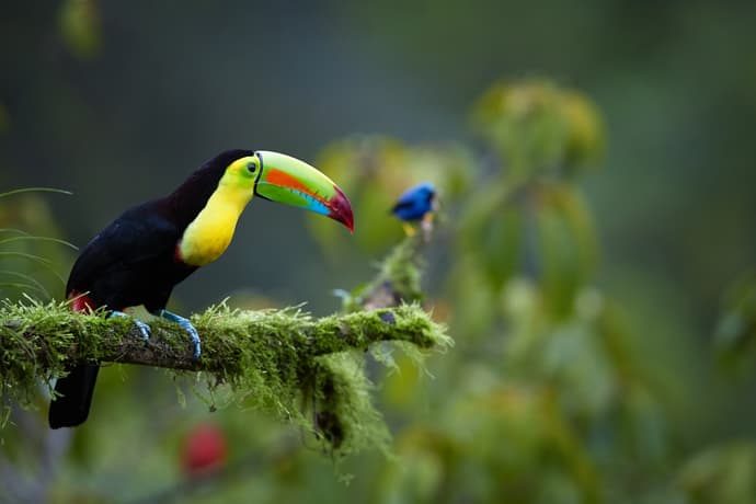Costa Rica Clássica – Tour Regular