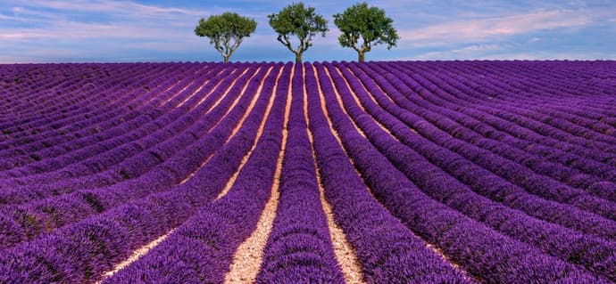 France: Provenza - La provenza in viola