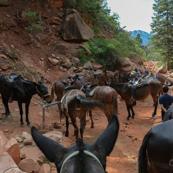 Uited States: Arizona - working ranch at pleasant valley