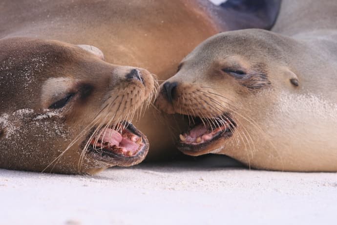 Galapagos Inter Islas Isabela y Santa Cruz 2 Navegaciones - 6 Días