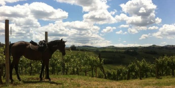 Piemonte: Horses and wine in Monferrato area