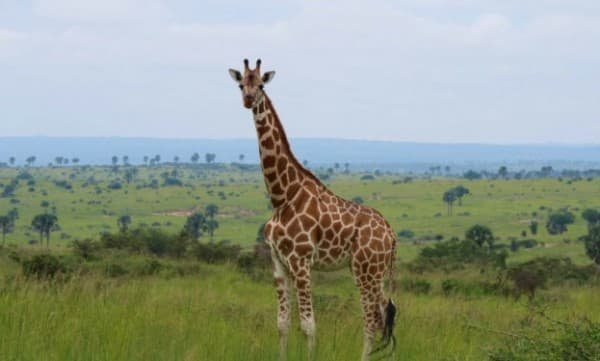 The South African Dream