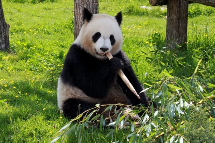 Panda e Yunnan PLUS