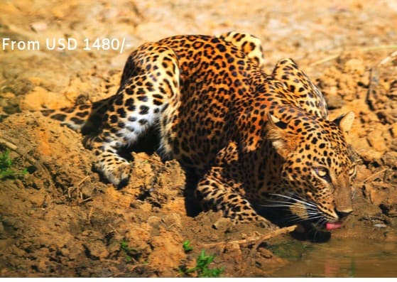 Wild Sri Lanka