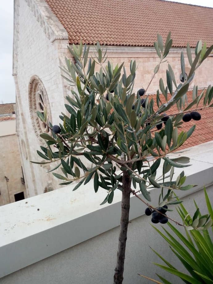 B&B Il Nido delle Rondini