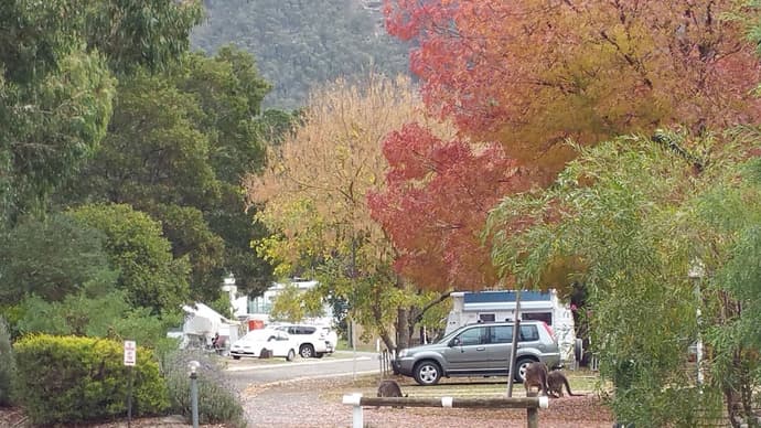 Breeze Holiday Parks - Halls Gap, Reception