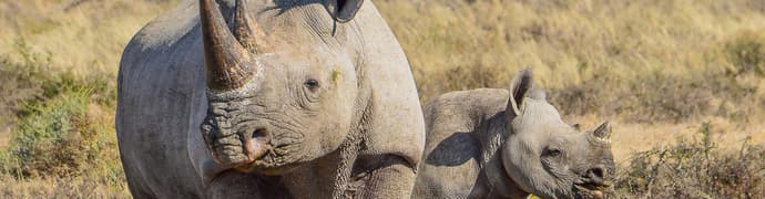 Botswana Family Safari Comfort