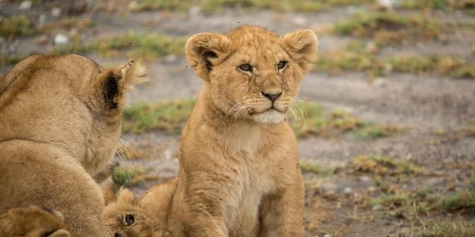 Tanzania Family Journey: A Serengeti Safari