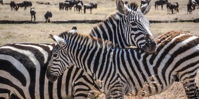 Kenya Camping Safari