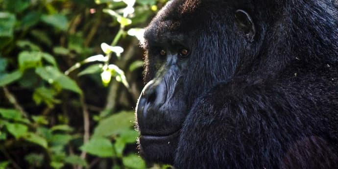 Uganda to Rwanda: Gorilla Treks & Safari Drives