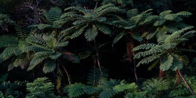 Absolute Active Japan