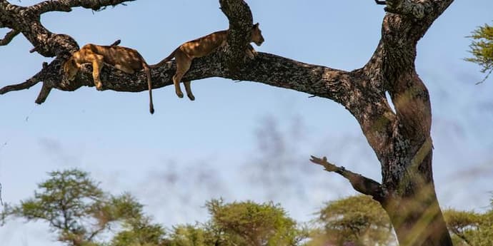 Nairobi to Cape Town Overland Safari & Participation Camping