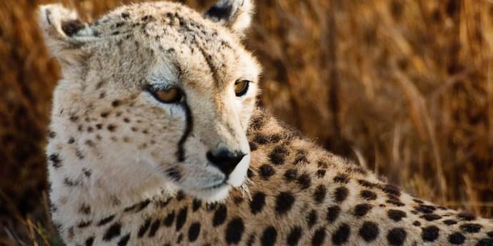 East Africa: Safari Drives, Mountain Hikes & Chimp Trekking