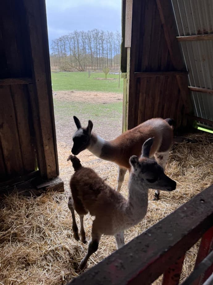 Billund Farm Holiday