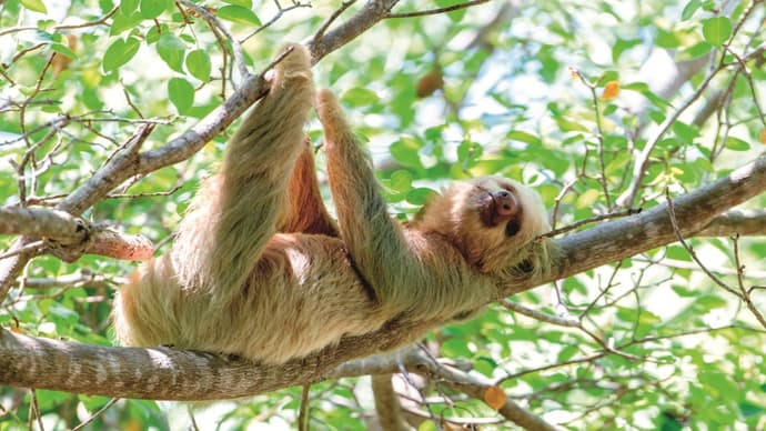 Esenciales de 4 días en Arenal y Monteverde
