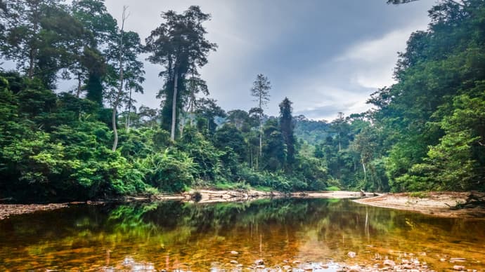 De la Jungle du Taman Negara aux Essences de la Malaisie - 11 jours / 10 nuits