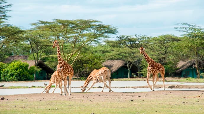 Les Secrets du Kenya en Safari et Extension a Diani Beach