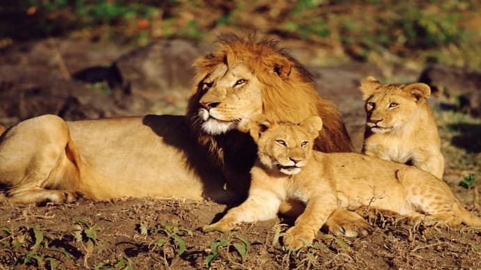 Simba