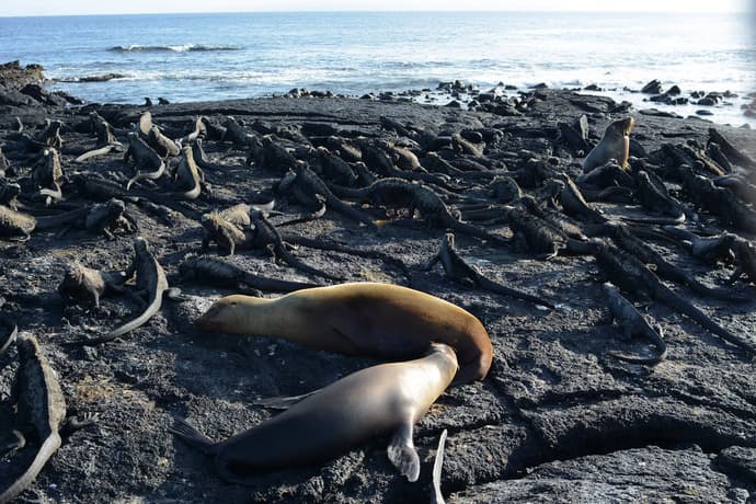 Ecuador Express con Galápagos