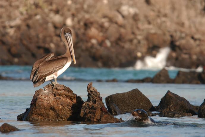 Ecuador al Vuelo con Galápagos