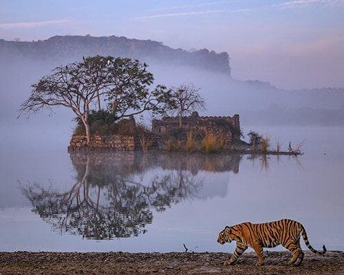TRIANGULO DE ORO DE LUJO CON HOTELES OBEROI + EXTENSION RANTHAMBORE 2025