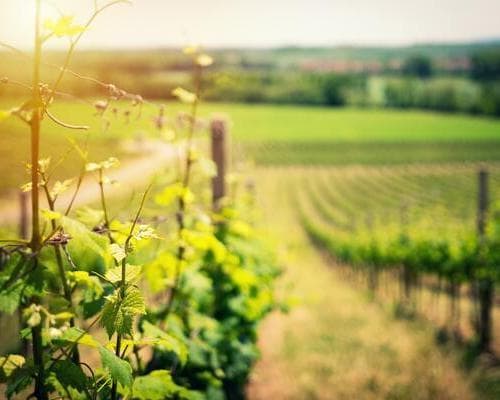 Bordeaux: dove il Vino incontra la Storia 07-10 Novembre