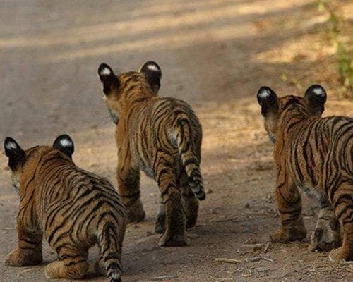 EXTENSION AL PARQUE NACIONAL DE RANTHAMBORE DESDE DELHI 2026/2027