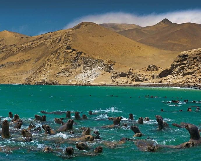 Escapada en Paracas 02 Días / 01 Noche 