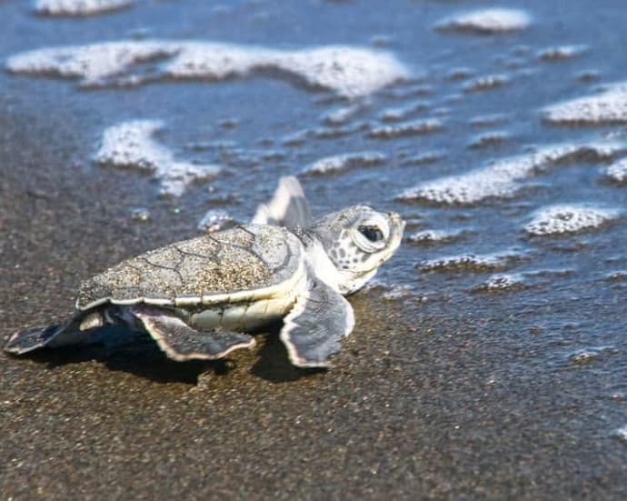 Mini Tortuguero desde San José - Costa Rica a la carte