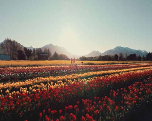 Tulipanes en Trevelin - 10 OCT