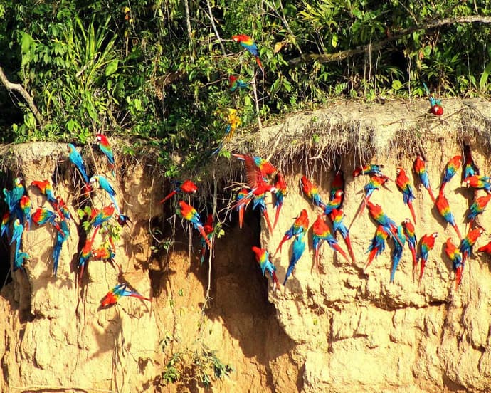 Amazonian Peru 15 Days / 14 Nights