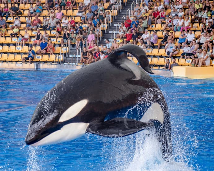 Experiencia Total en Parques Temáticos