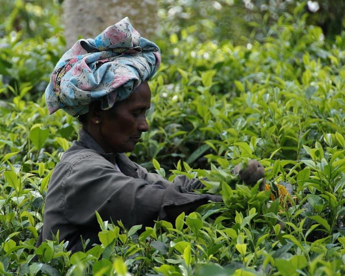 Roundtrip Fabelhaftes Sri Lanka  (ab/bis Colombo)