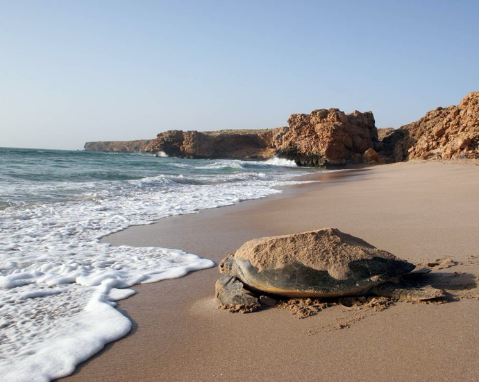 A Green Turtles Tour