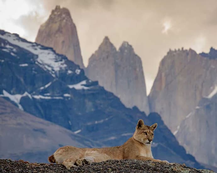 Vida Silvestre & Fauna en Puerto Natales